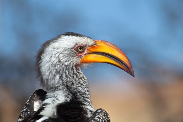 A Southern yellow-billed hornbill (Tockus leucomelas) against a blurred natural background, South Africa